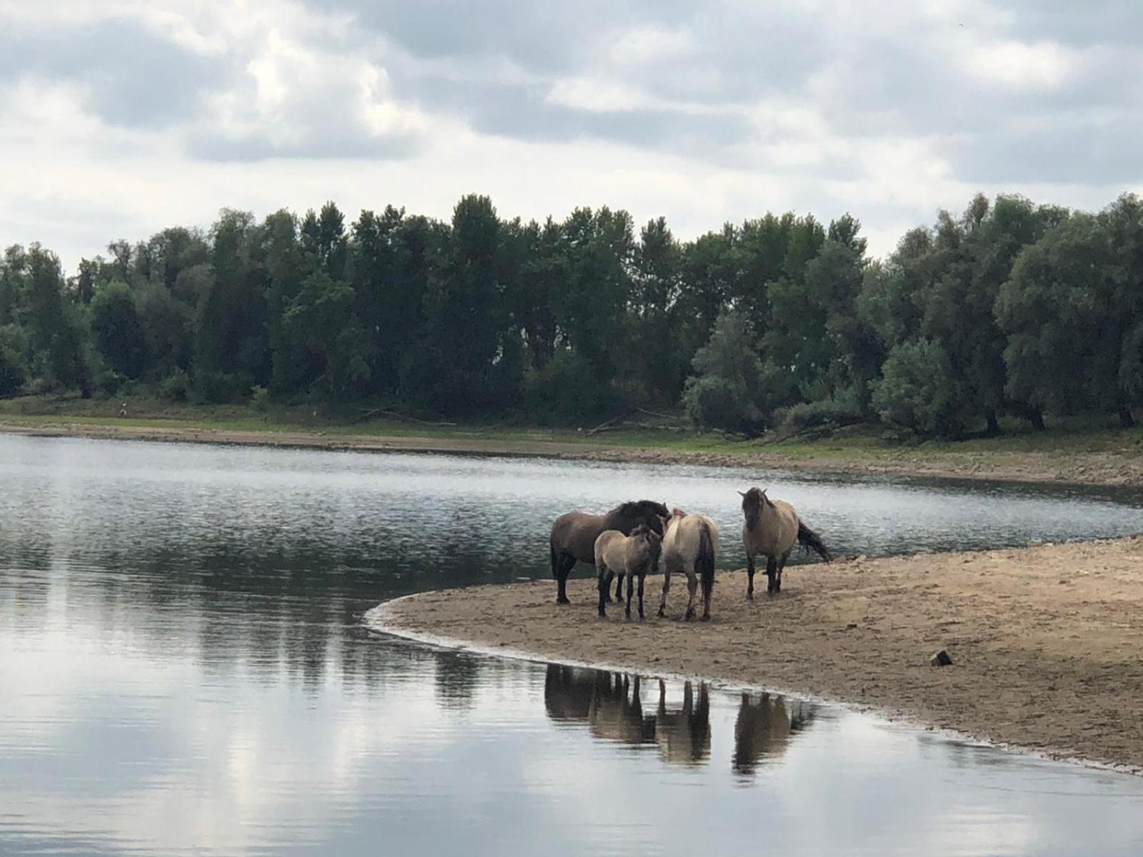 De Hazelaarshof Luxe Glampingtent Bij Natuurgebied De Millingerwaard Kekerdom Esterno foto